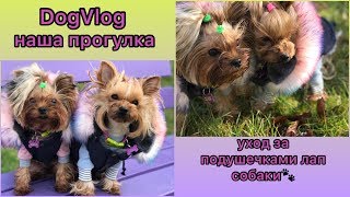 DogVlog:Прогулка с двумя собаками|Уход за подушечками лап собаки🐾