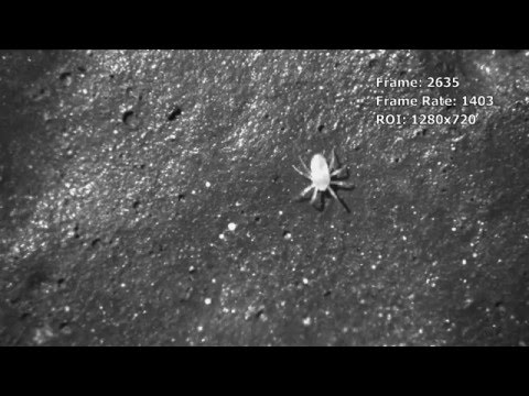 Mites filmed in slow motion with a Fastec Imaging high speed camera
