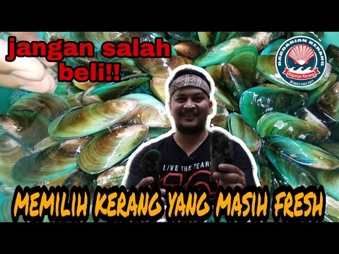 Video: Tips Ahli Tentang Cara Memilih Dan Mempersiapkan Kerang Segar