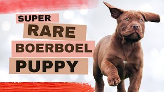 🌈 Discover the Rarity: Chocolate Boerboel Puppies - Green-Eyed Marvels! 🍬 by Elite Boerboels (Dog Breeding&Protection Training) 1,945 views 4 months ago 3 minutes, 1 second