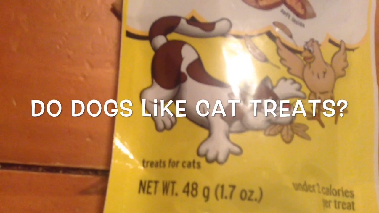 Do Dogs Like Cat Treats? YouTube