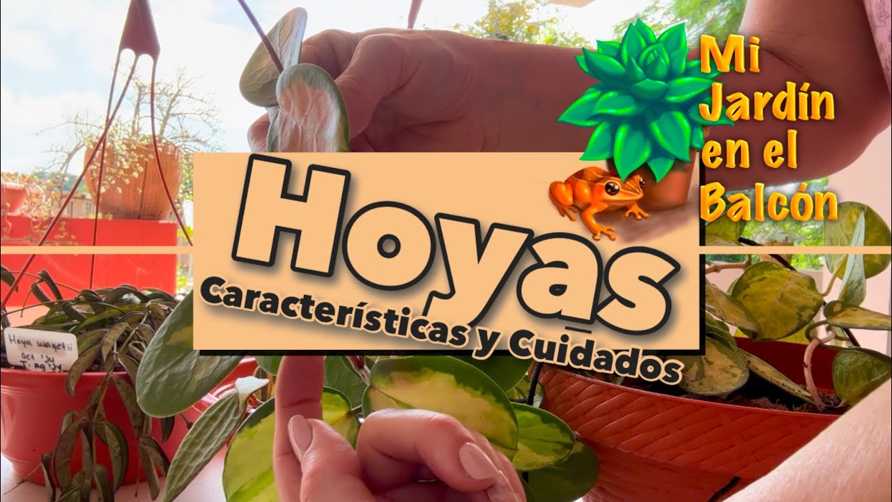 Mi pequeña colección de Hoyas