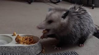 Chonky Possum Inhales Caramel Corn