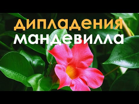 Видео: Мое растение мандевилла не цветет - исправления для мандевиллы, которая не цветет