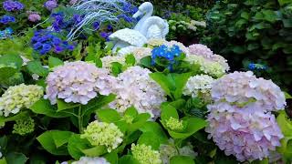 1110521臺北北投曹家花田香繡球花
