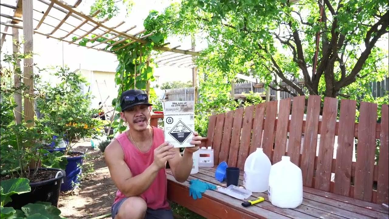 BLUEBERRIES IN CONTAINERS EPISODE 5 Watering With Rain Water And How