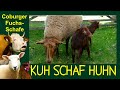 KUH SCHAF HUHN Folge 5: Coburger Fuchsschafe, Rote Schafe aus Süddeutschland, Schafzucht