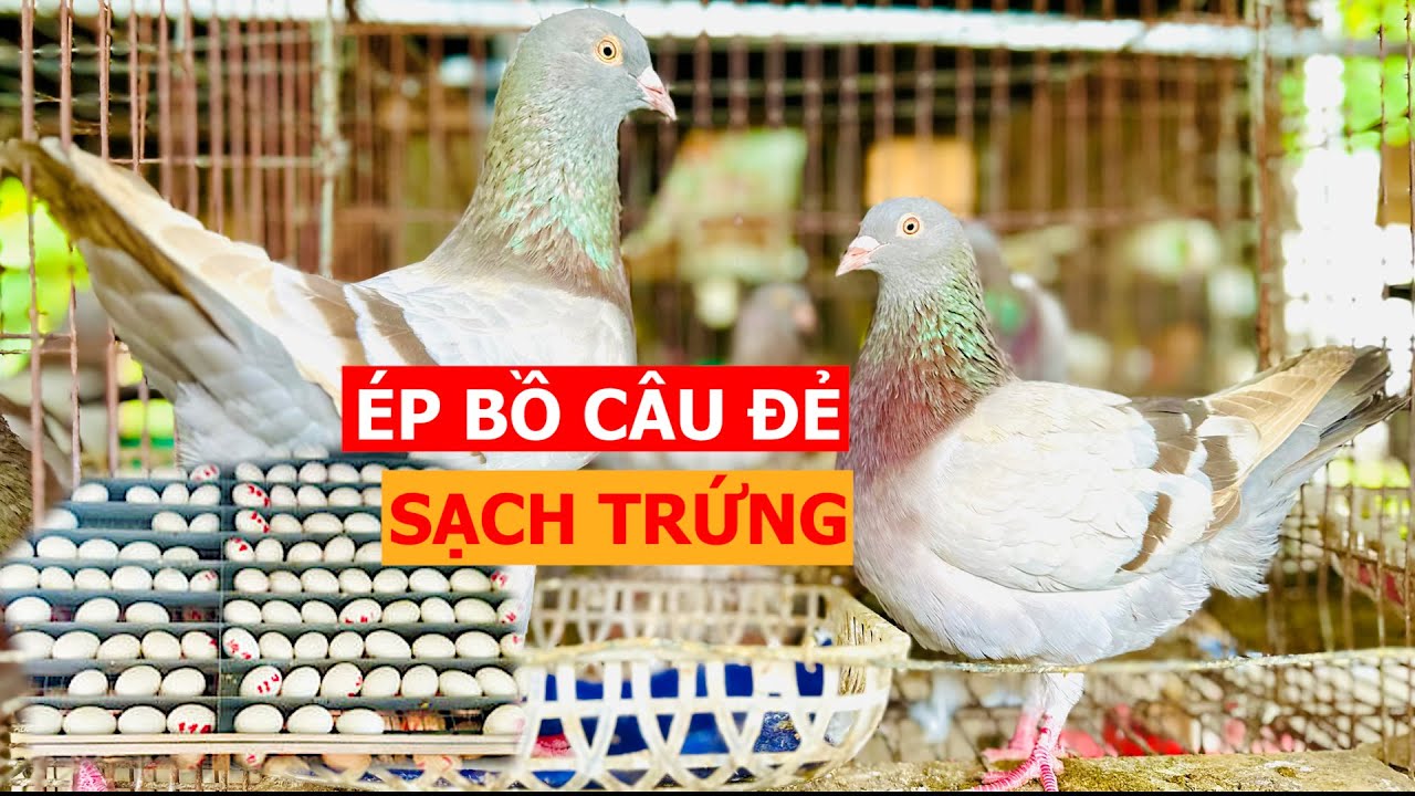 Tuyệt chiêu ép Bồ Câu đẻ sạch trứng, thu lời tiền tỉ từ các trang trại | Nông dân làm giàu