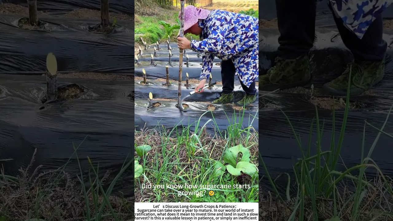 The Sweet Beginnings: Planting a Sugarcane Field 🌾