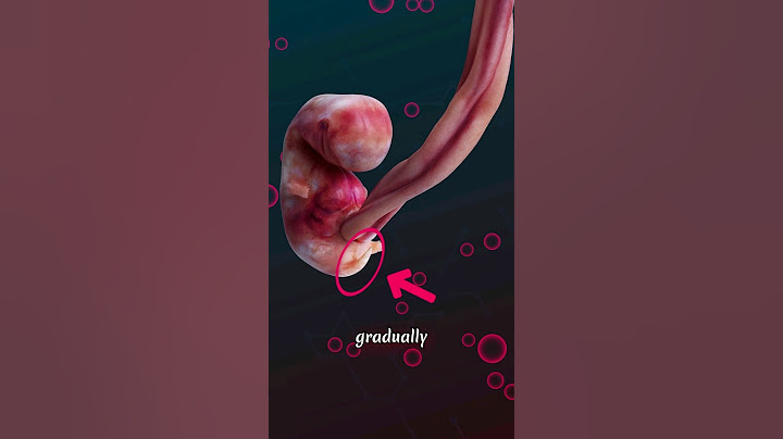 What Happens to the Embryonic Tail as We Develop? 🤔