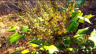 Mahonia, Maple And Holly As A Pollen And Nectar Source For Honey Bees