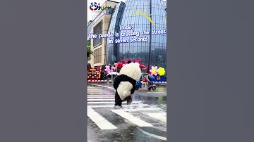 Look! The #panda is crossing the street in seven seconds!