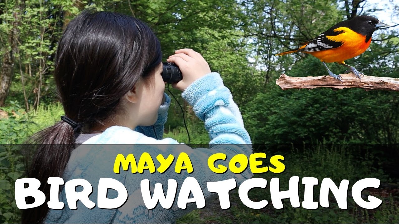 Maya's Guide for Bird Watching for Kids and Parents YouTube