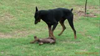 Doberman Puppy Plays With The Big One