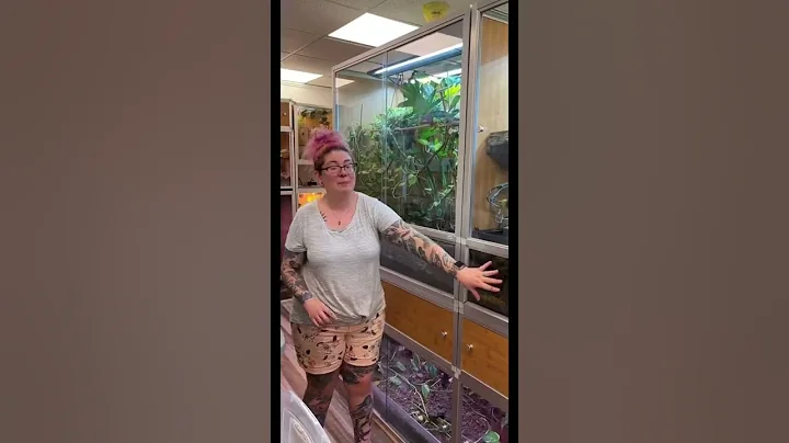 Our Large Sized Enclosures For Arboreal Species! 🦎 - DayDayNews