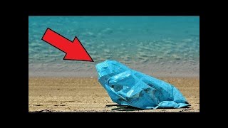 Ein Mann fand eine Tüte am Strand. Beim Hineinschauen bekam er einen Schock von dem, was er sah!