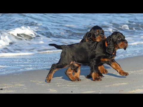 Video: Gordon Setter Dog Breed Hypoallergenic, Kalusugan At Span Ng Buhay