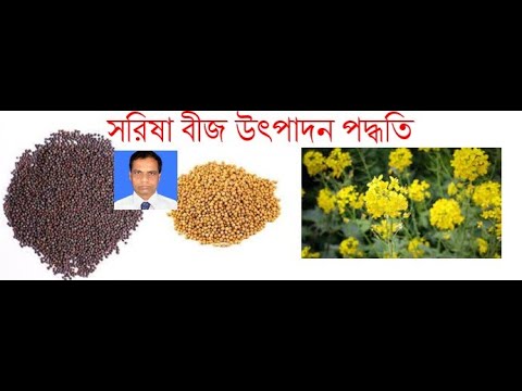 ভিডিও: বীজ শোধনের ধরণ