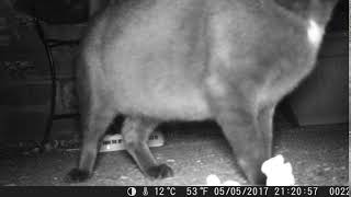 Trail Cam 0014