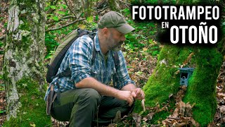 Fototrampeo en el Bosque  durante el Otoño   Parte 1