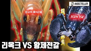 리옥크 VS 황제전갈/사슴벌레/물장군/장수말벌/타란튤라/지네! (잔인함,혐오주의) [리옥크 레전드 매치] Giant cricket 'Sia ferox' Legend matches