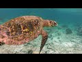 Maldive turtles