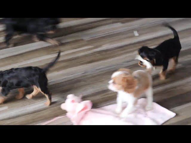 Coco video thumbnail
