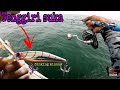 TENGGIRI vs HEAVY SINKING MINNOW  #vlog31 #goprohero6black #euprobeast #banaxcamion