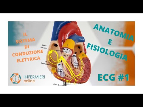 CUORE ED ECG | LE BASI | ANATOMIA E FISIOLOGIA CARDIACA | IL SISTEMA DI CONDUZIONE ELETTRICO