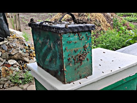 ПОЙМАЛ БОЛЬШОЙ РОЙ