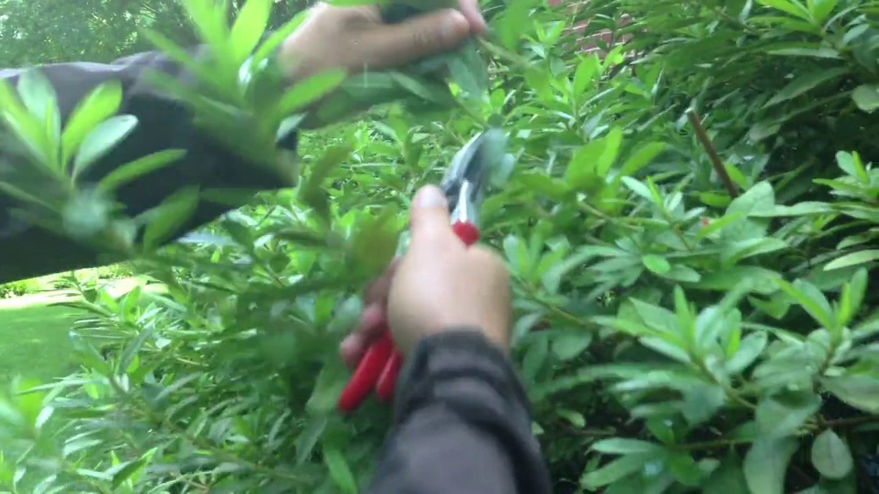 "How To" Hand Prune Shrubs To Maintain Their Natural Look & Hide Your