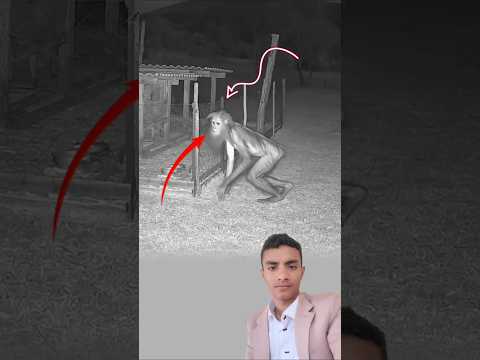 يا رب لطفك حيوان غريب خرج من بين الضباب واقترب ببطء مخيف اكسبلور لايك دويتو  