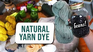 Natural dye tutorial Black bean blue green!  dyeing wool with food & iron mordant | LML