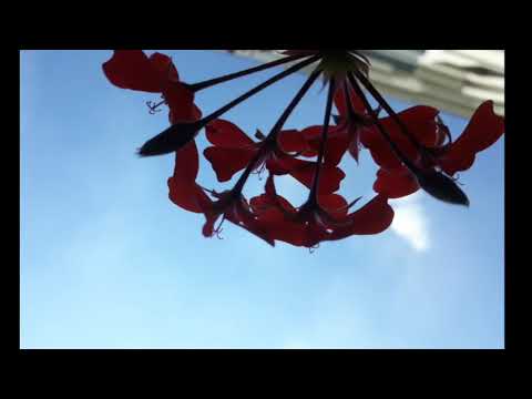 انشودة مولاي صلي وسلم دائما وابدا على محمد لماهر الزين