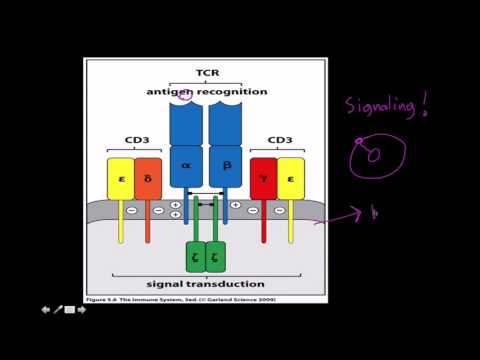 Immunology: T cell receptor structure and function