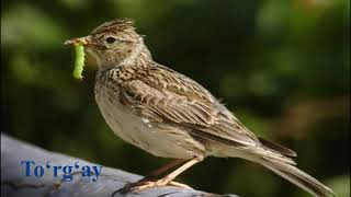 Uzbekistonda Olkamizda uchraydigan qushlar ovozi (The sound of birds encountered in our country)