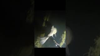 подводный мир линь