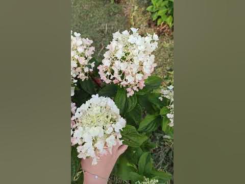 Гортензия Литл Блоссом. Маленькая гортензия, для маленьких садов. - YouTube