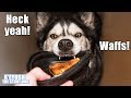 My Dog Throws His Bowl At Me Demanding Waffles! Talking Husky!