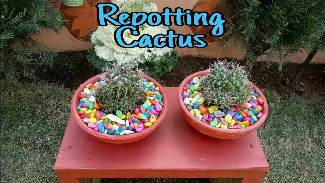 HOW TO REPOT CACTUS PLANT || CACTUS PLANT