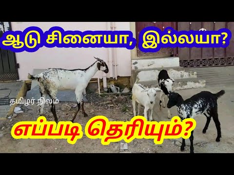 ஆடு சினையா இல்லையா எவ்வாறு கண்டுபிடிப்பது