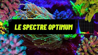 Meilleur spectre lumineux pour la croissance du corail de votre aquarium