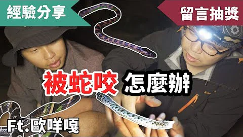 台湾最毒蛇种现身！？登山露营必看的毒蛇知识集 Ft.  @omega55 - 天天要闻