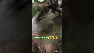 Mandi kucing #viral #shortsvideo #shortsvideoviral #video #shortsviral #kucing #kucingmandi