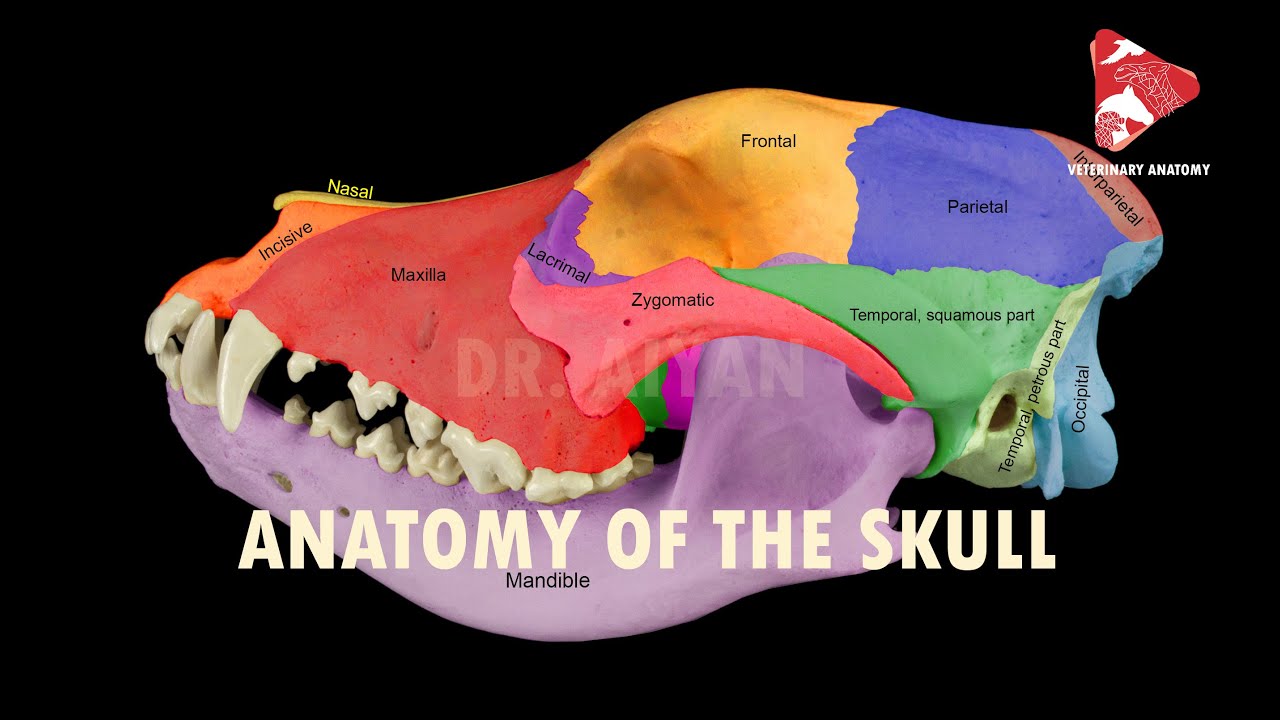 Back Of Skull Anatomy - The Skull Anatomy And Physiology : Skull anatomy and skull bones.