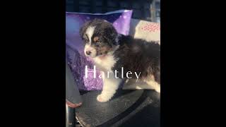 Australian shepherd puppies birth to 4 months old! Watch them grow. by Davishire Australian Shepherds 2,085 views 2 years ago 5 minutes, 18 seconds