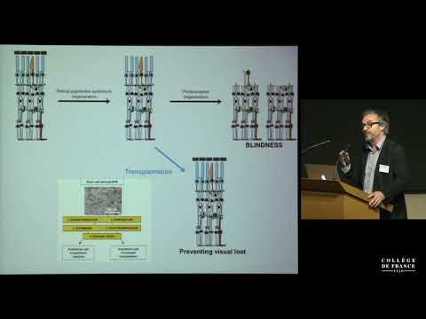 Restauration visuelle : nouvelles stratégies, nouveaux enjeux (5) - José-Alain Sahel (2015-2016)