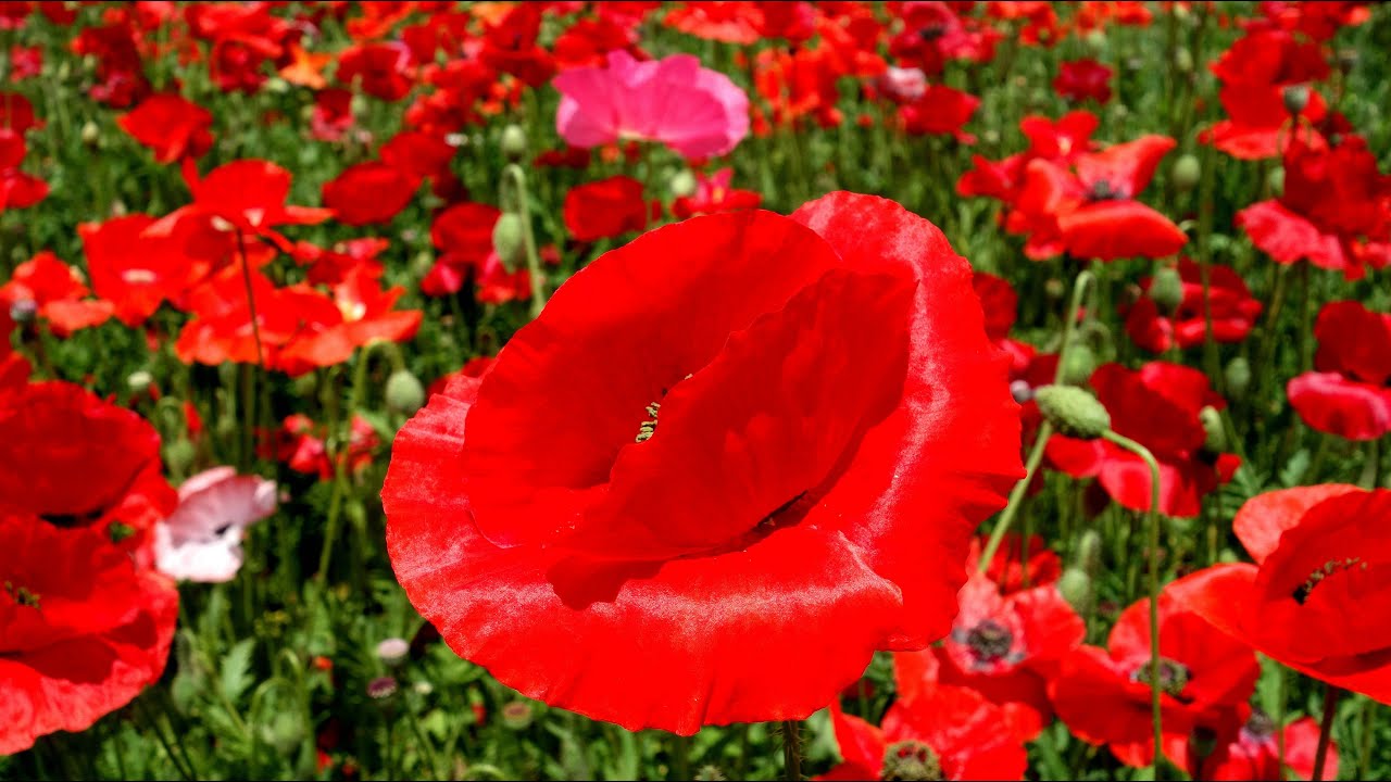 シャーレーポピーの花 Youtube シャーレーポピーの花 Youtube