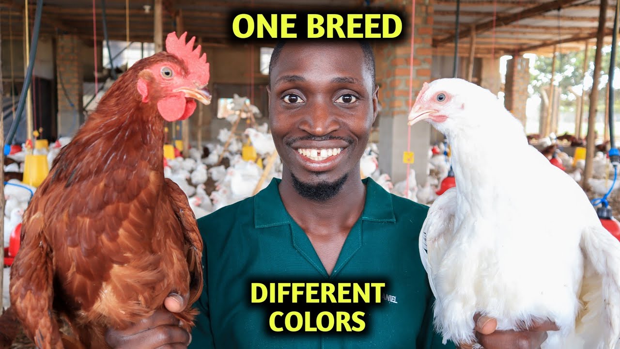 TOP 8 BEST CHICKEN BREEDS FOR EGGS,their ORIGIN,No. of EGGS PER