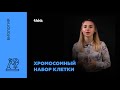 Хромосомный набор клетки | Биология